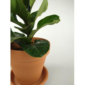 Vioolbladplant Ficus lyrata bambino XS kamerplant in terracotta bloempot